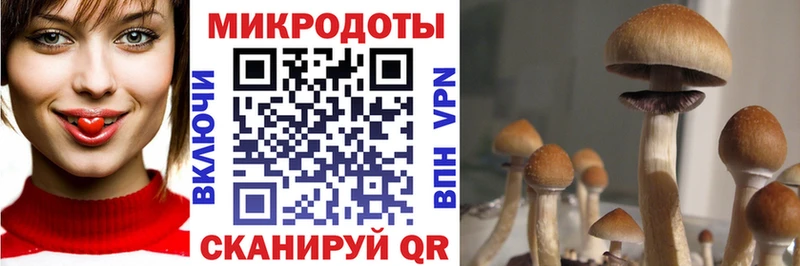 Галлюциногенные грибы Psilocybe Таруса
